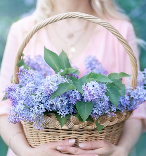 生命的绿花花语是什么？绿花有何寓意？