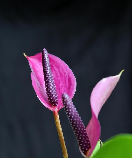 红掌的颜色有哪些？红掌的花语是什么？