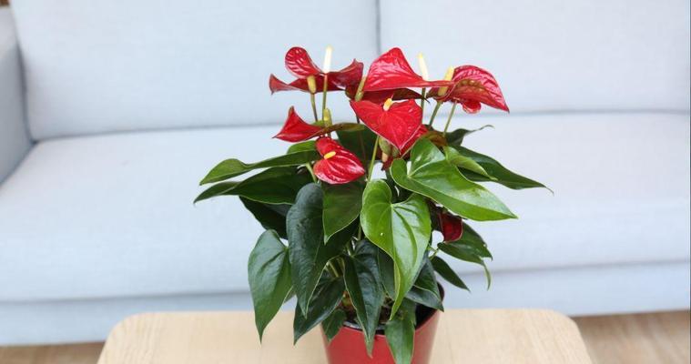 红掌的颜色有哪些？红掌的花语是什么？