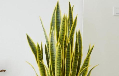 虎皮花的花语是什么？虎皮花代表什么含义？