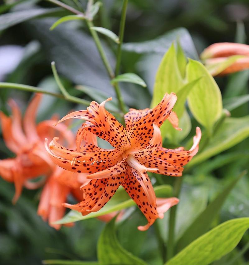 虎皮花的花语是什么？虎皮花代表什么含义？