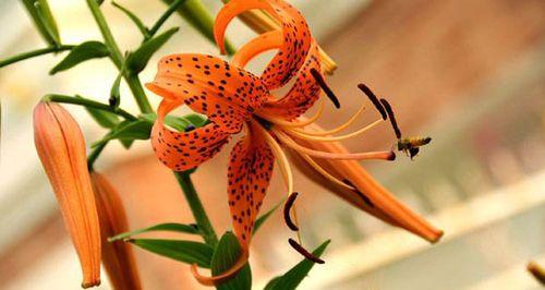 虎皮花的花语是什么？虎皮花代表什么含义？