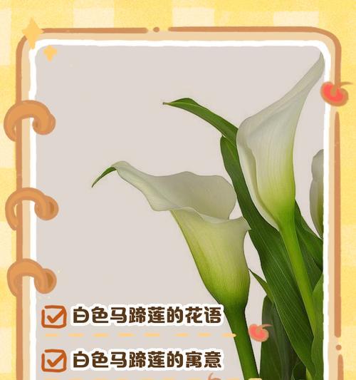 莲花的花语象征什么？莲花的寓意有哪些？
