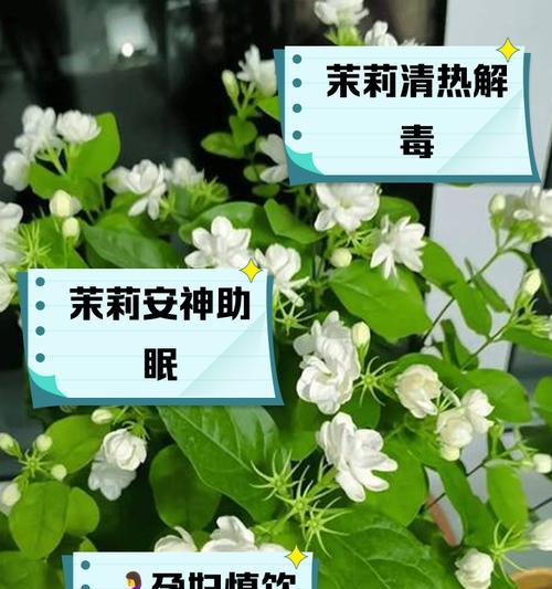 茉莉花的花语是什么？背后有哪些美丽的故事？