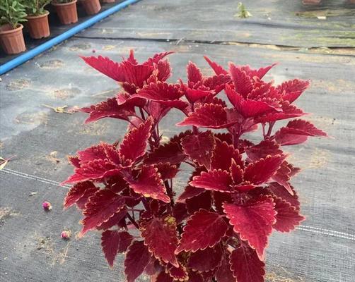 彩叶草的花语是什么？它背后有哪些故事？