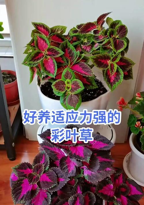 彩叶草的花语是什么？它背后有哪些故事？