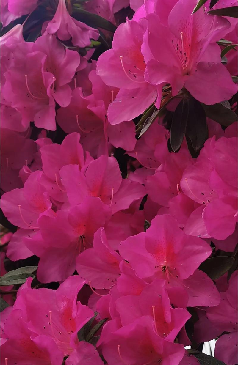 杜鹃花的花语有哪些？它们分别代表什么？