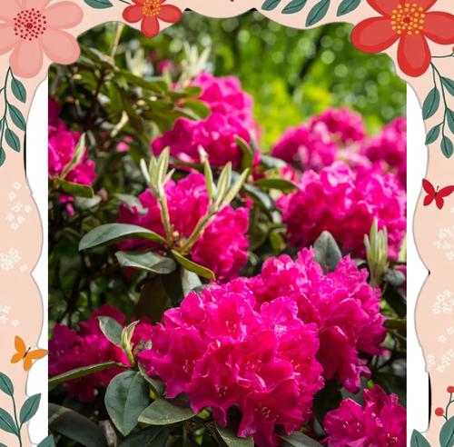 杜鹃花的花语有哪些？它们分别代表什么？