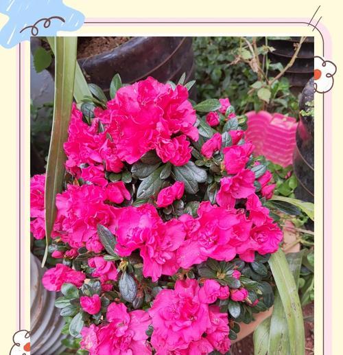 杜鹃花的花语有哪些？它们分别代表什么？