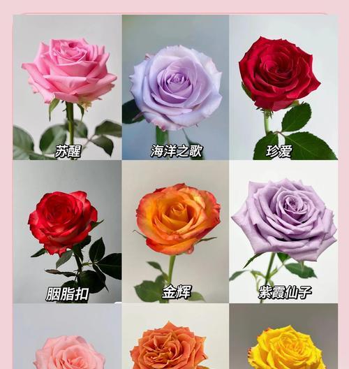 48朵玫瑰代表什么花语？它们的含义是什么？