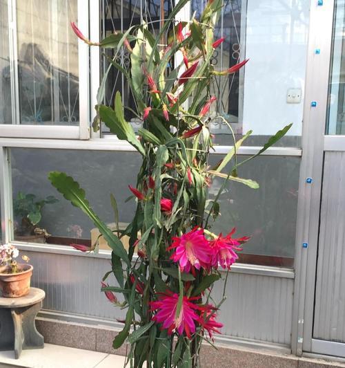 白色令箭荷花的花语是什么？它有什么寓意？