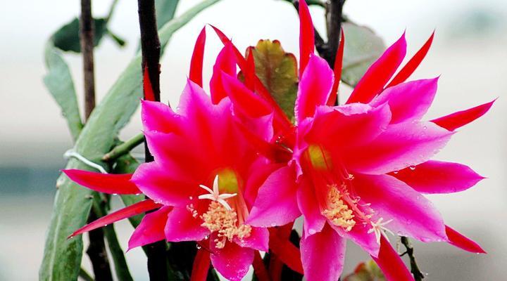 白色令箭荷花的花语是什么？它有什么寓意？