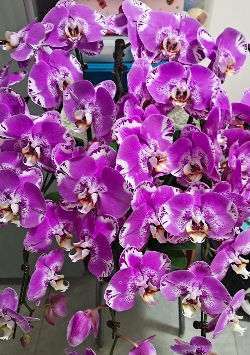 蝴蝶兰的花语寓意是什么？它代表了哪些情感？