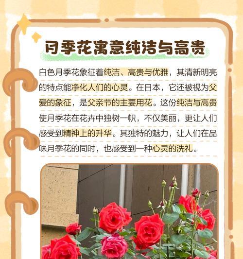 黑月季的花语是什么？它有什么特别的含义？