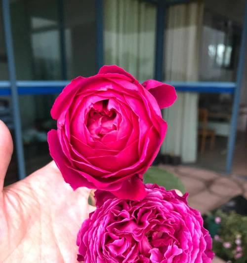 黑月季的花语是什么？它有什么特别的含义？
