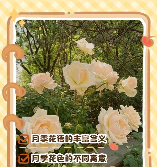 黑月季的花语是什么？它有什么特别的含义？