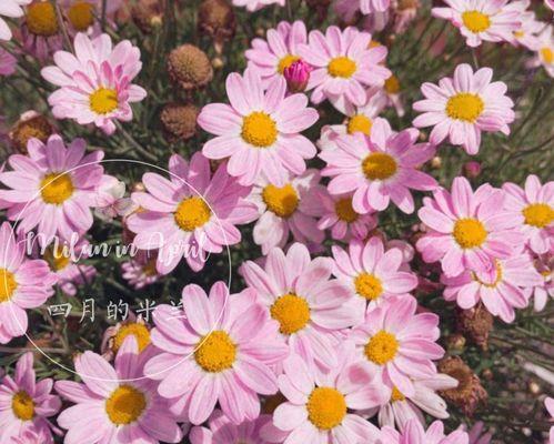 玛格丽特花的花语是什么？它象征着什么？