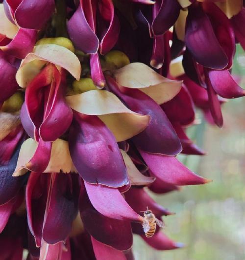 禾雀花的花语如何形容？它代表了什么？