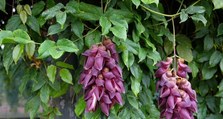 禾雀花的花语如何形容？它代表了什么？