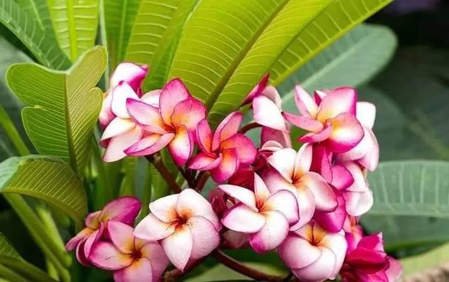 粉色鸡蛋花的花语是什么？它有什么特别含义？