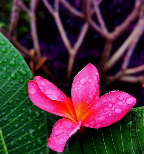 粉色鸡蛋花的花语是什么？它有什么特别含义？