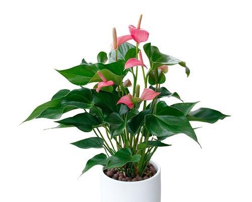 粉掌的花语有哪些经典语录？它们代表了什么？