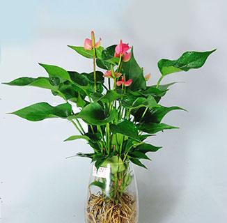 粉掌的花语有哪些经典语录？它们代表了什么？