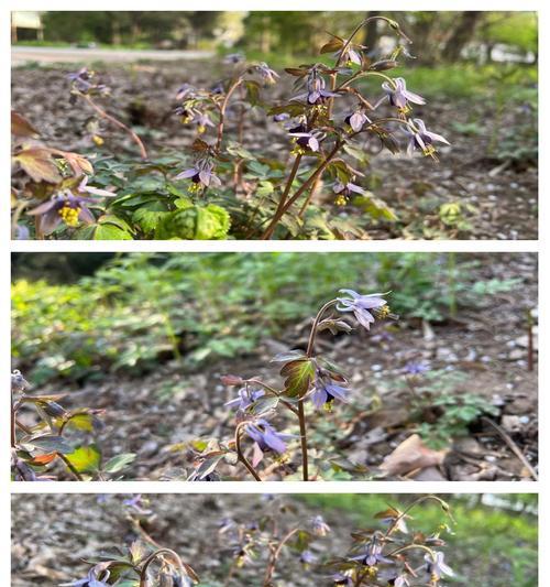 加拿大耧斗菜的花语是什么？它有什么寓意？