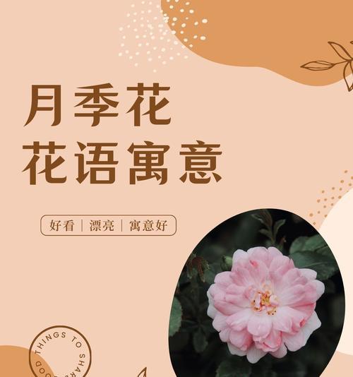 月季花的花语如何形容？它代表了哪些情感？