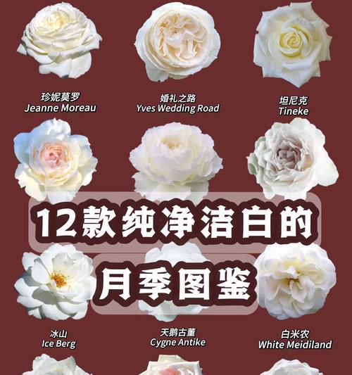 月季花的花语如何形容？它代表了哪些情感？