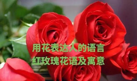 哪种花最能表达爱意？它的花语有何含义？