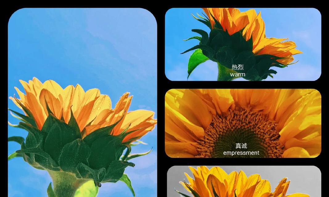 橙色风信子代表什么？它的花语有哪些？