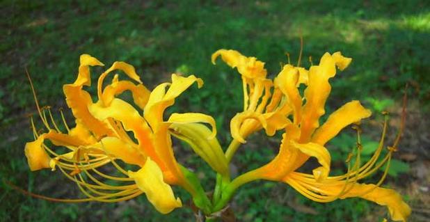 橙色风信子代表什么？它的花语有哪些？