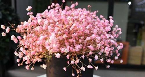 粉色巴西鸢尾花语是什么？它象征着什么？