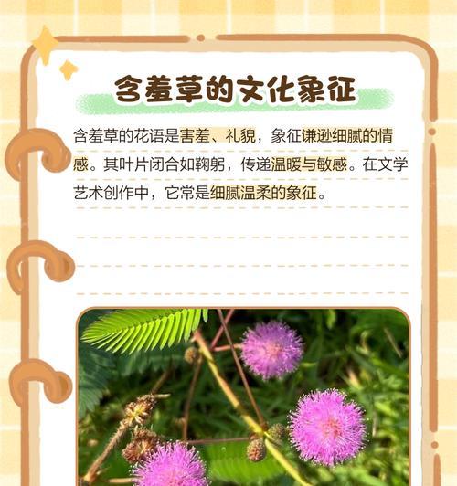 含羞草的花语有哪些？它的特点是什么？