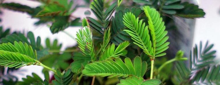 含羞草背后有什么故事？它的花语有何寓意？