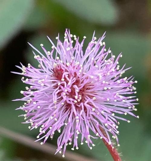 含羞草背后有什么故事？它的花语有何寓意？