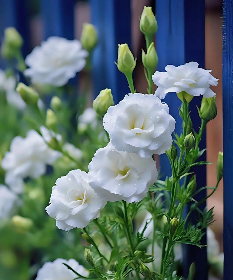 橘梗花的花语有哪些？它们各自代表什么？