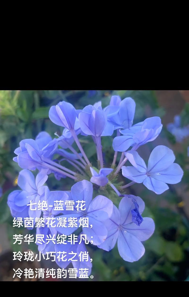 蓝钻石郁金香的花语是什么？它象征着什么？