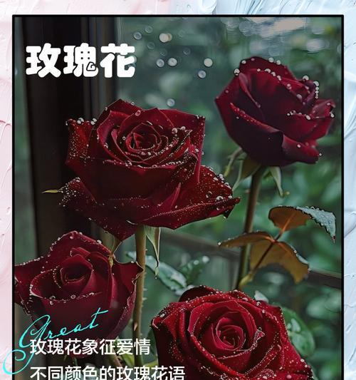 玫瑰花的花语有哪些小故事？它们代表什么？