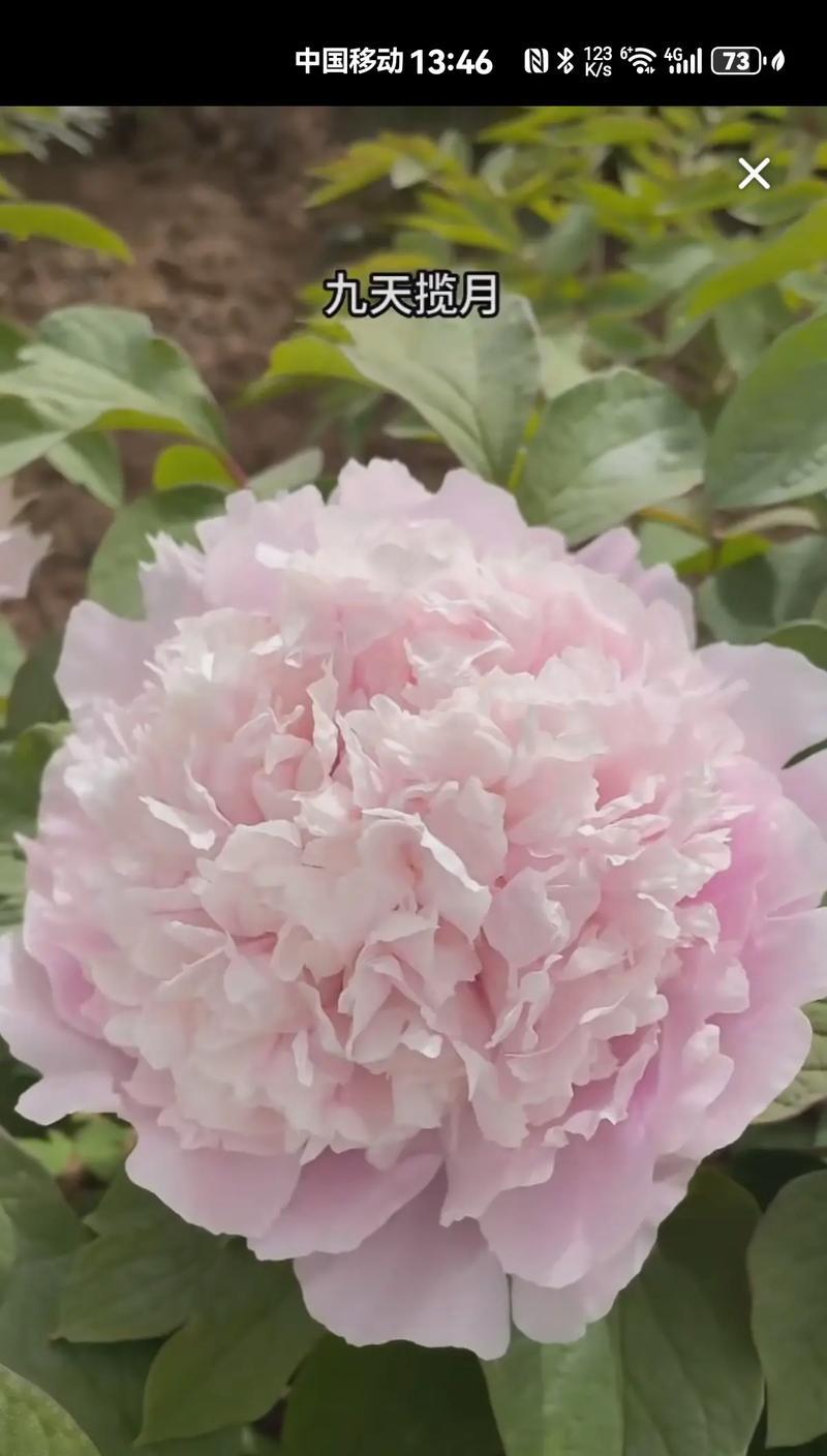 月牡丹的花语有哪些？它代表了什么意义？