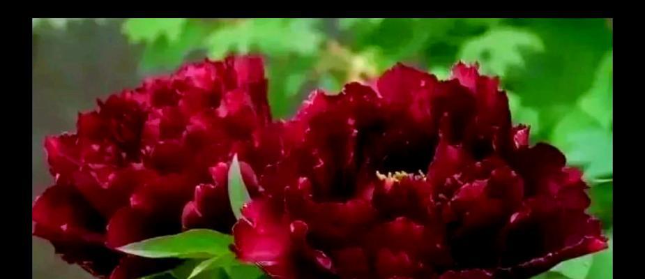 月牡丹的花语有哪些？它代表了什么意义？