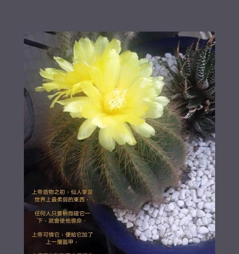 仙人掌的花语是什么？它象征着什么？