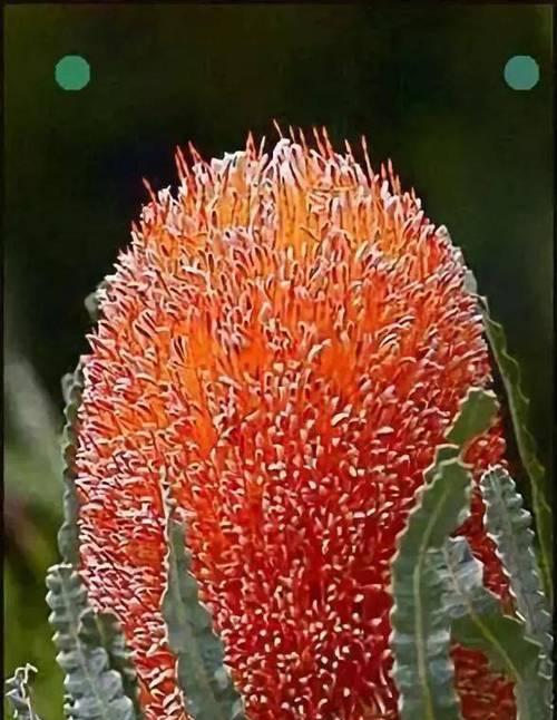 仙人掌的花语是什么？它象征着什么？