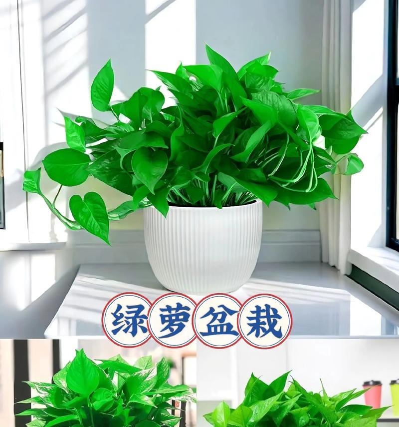 绿箩的花语有哪些？它寓意着什么？