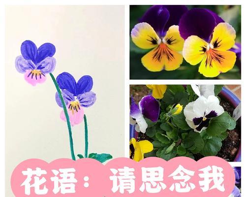 猫耳脸花的花语是什么？它象征着什么？