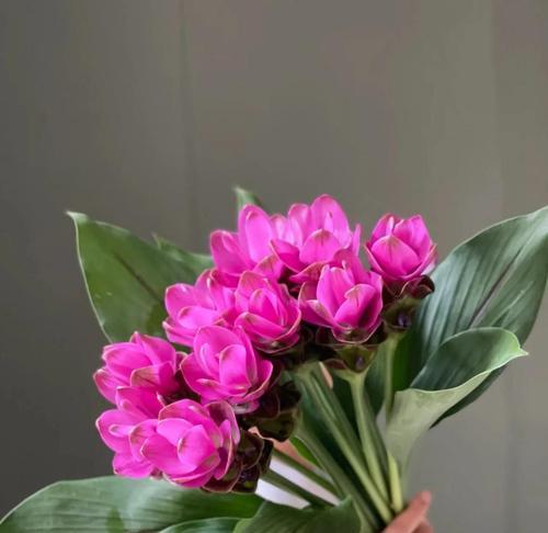姜荷花的花语是什么？如何正确养护？