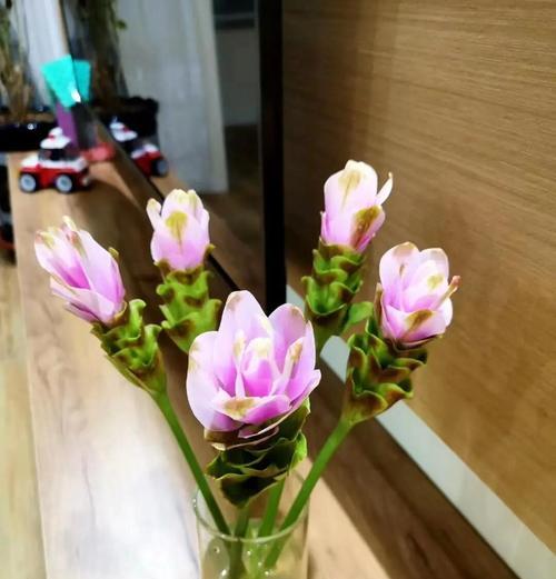 姜荷花的花语是什么？如何正确养护？