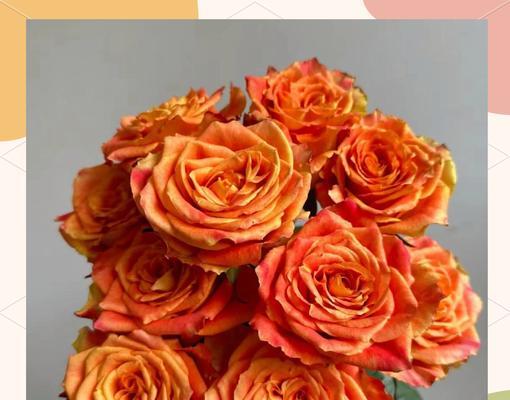 双色花边玫瑰的花语是什么？它有何特别之处？