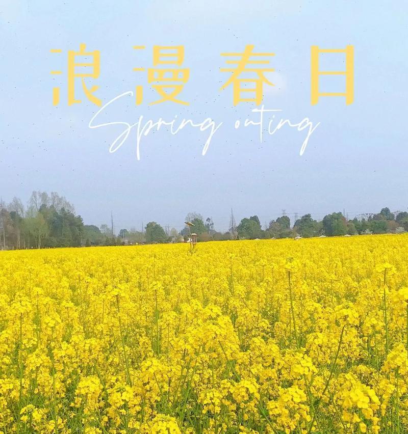 油菜花的花语是什么？它为何带有伤感色彩？